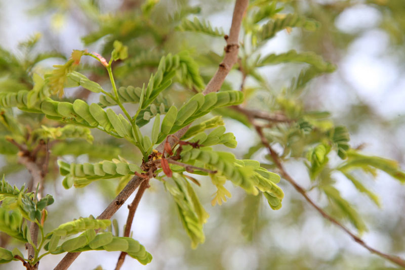 La Forêt des 29 - L'arbre qui allaite le monde - Photo 5